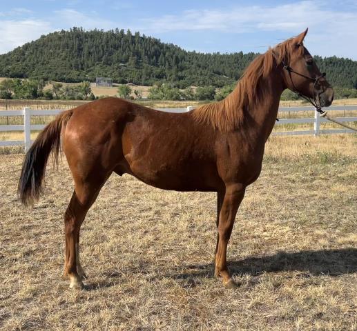 Curious George - Male - Grade