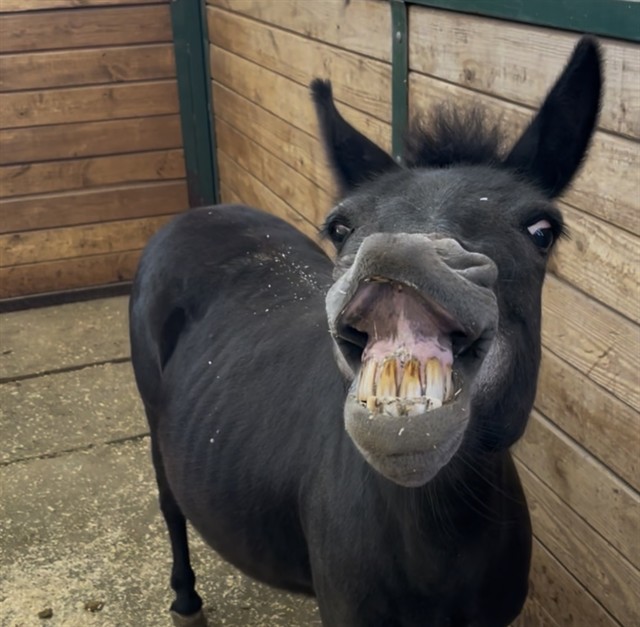 Tuba - Female - Mule