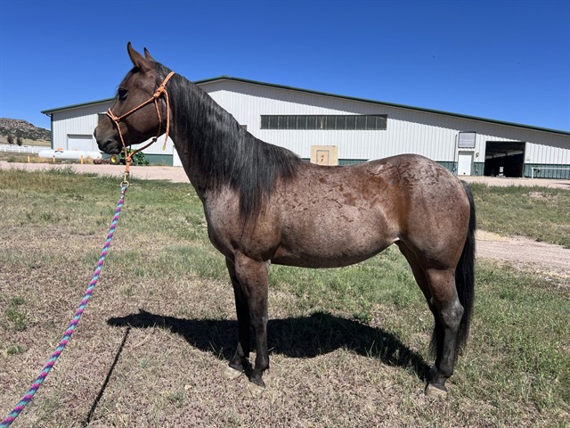 Cadence - Female - Grade