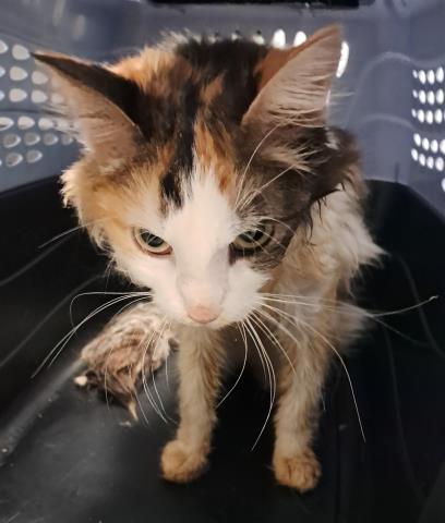  - Female - Domestic LH
