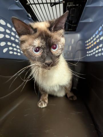  - Female - Domestic SH
