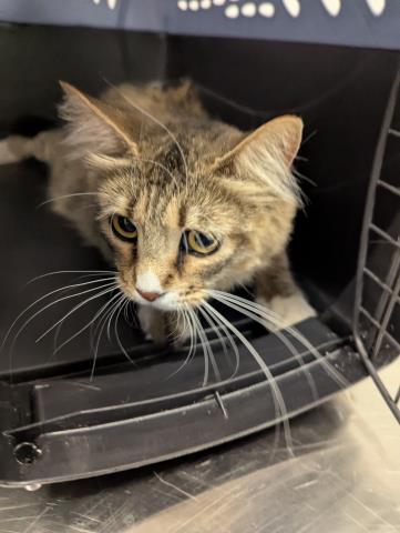  - Female - Domestic SH