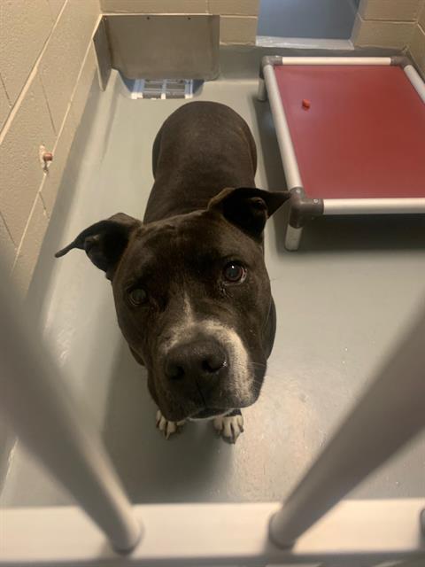  - Male - Pit Bull
