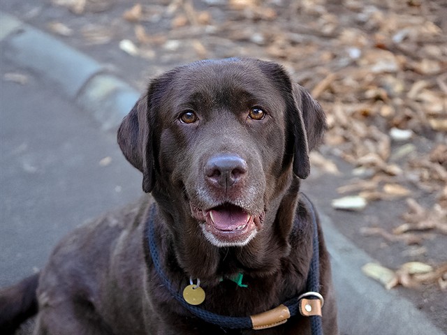 Tally - Female - Labrador Retriever