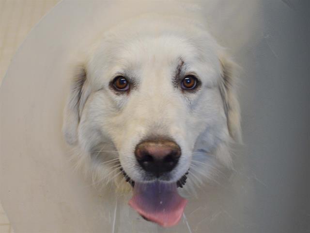 Solo - Male - Great Pyrenees
