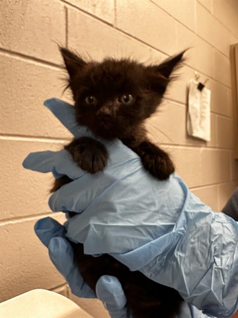  - Male - Manx-Mix