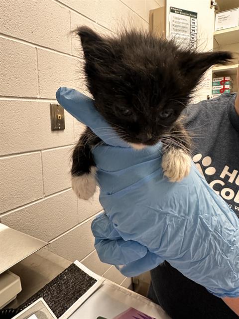  - Female - Manx-Mix