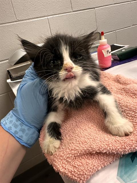 - Female - Domestic MH-Mix
