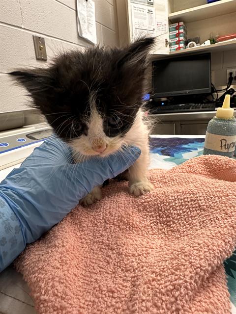  - Female - Manx-Mix