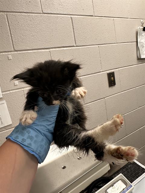  - Female - Manx-Mix
