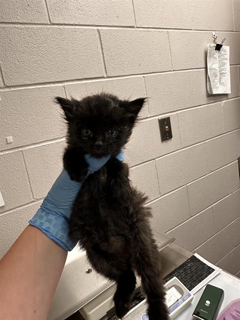 - Female - Domestic MH-Mix