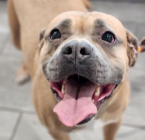 Roxy - Female - Cane Corso