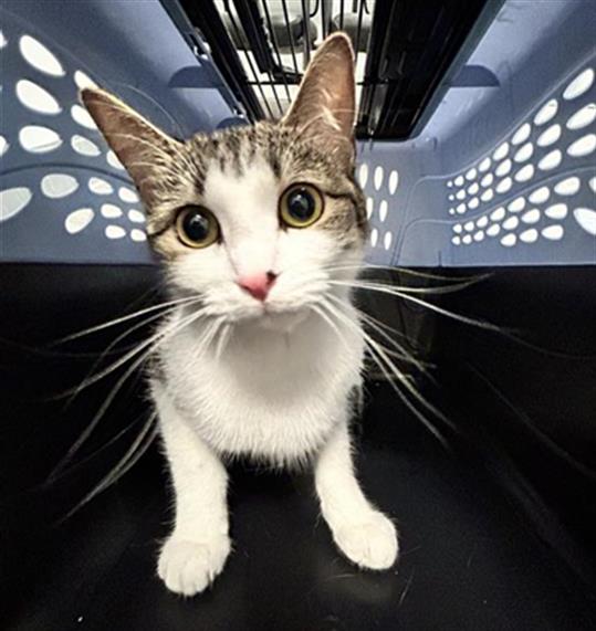  - Female - Domestic SH