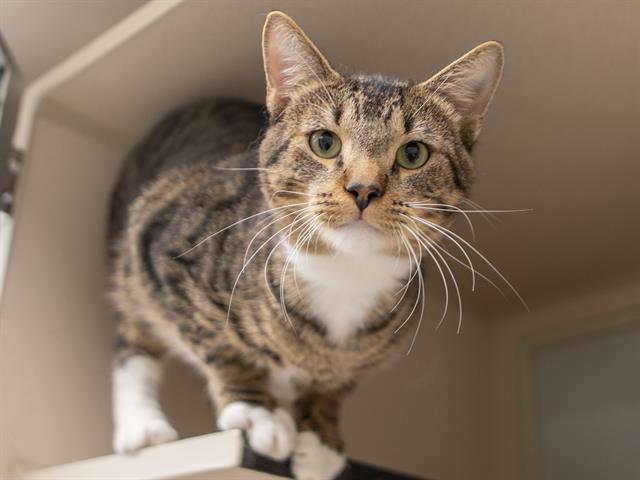 Toby - Male - Domestic SH