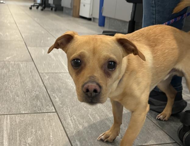  - Male - Chihuahua-Mix