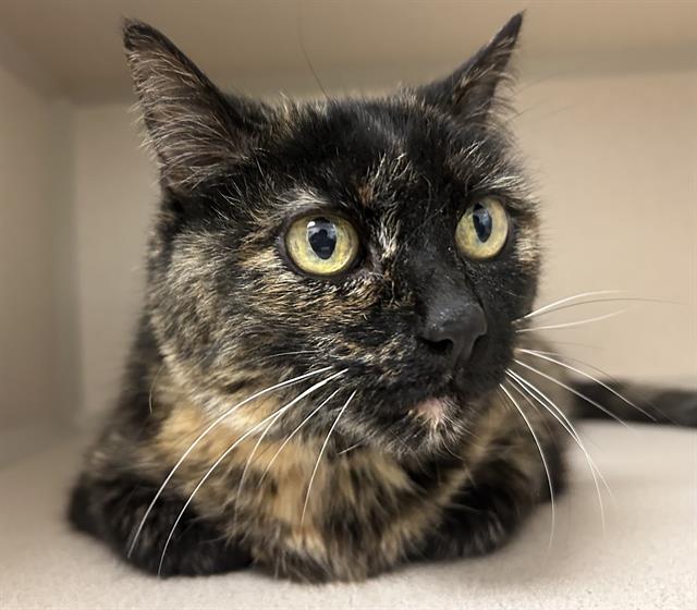  - Female - Domestic LH