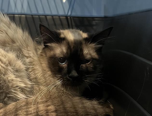  - Female - Domestic LH