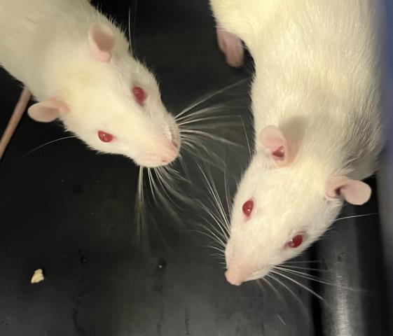  - Female - Rat