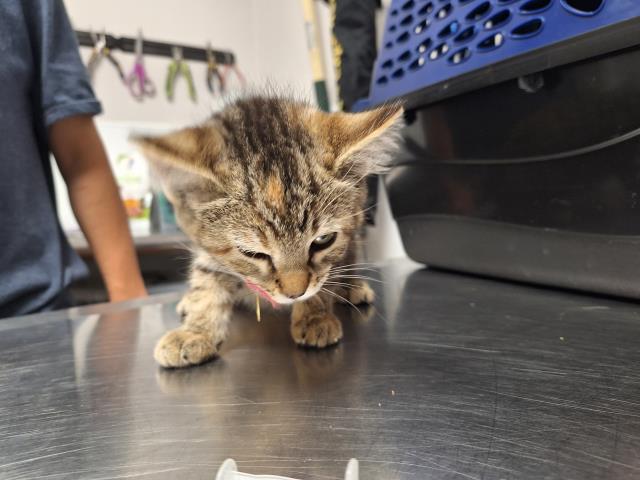  - Female - Domestic MH