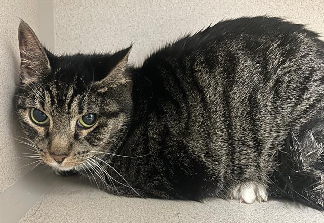 Roxy - Female - Domestic SH