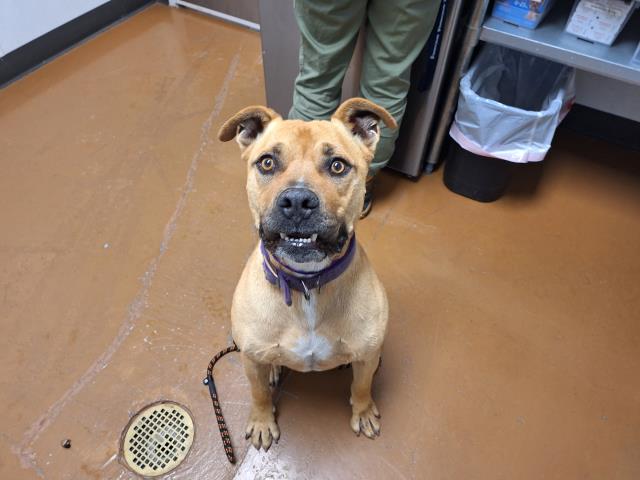 - Male - Pit Bull-Mix
