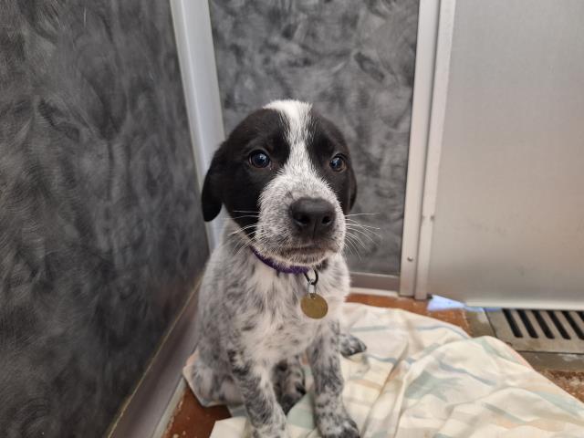 Jupiter - Male - Australian Shepherd-Australian Cattle Dog