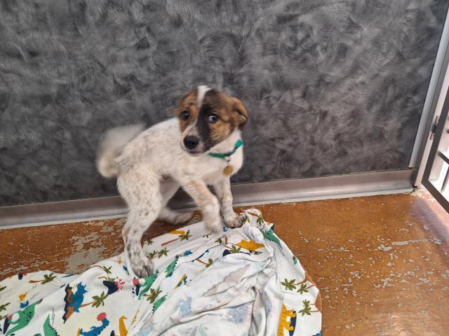 Venus - Female - Australian Shepherd-Australian Cattle Dog