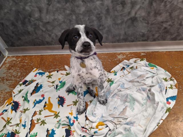 Mars - Male - Australian Shepherd-Australian Cattle Dog
