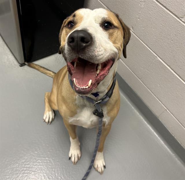 Socks - Male - Pit Bull-Mix