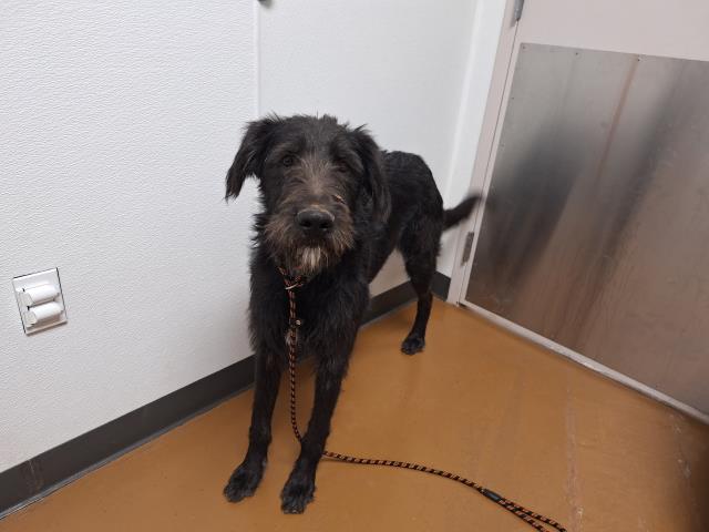 Gunner - Male - Airedale Terrier-Mix
