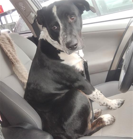 Appa - Male - Pit Bull-Border Collie