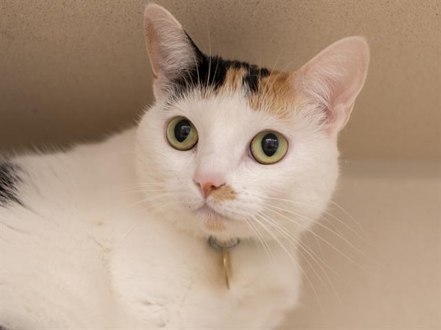 Jade - Female - Domestic SH