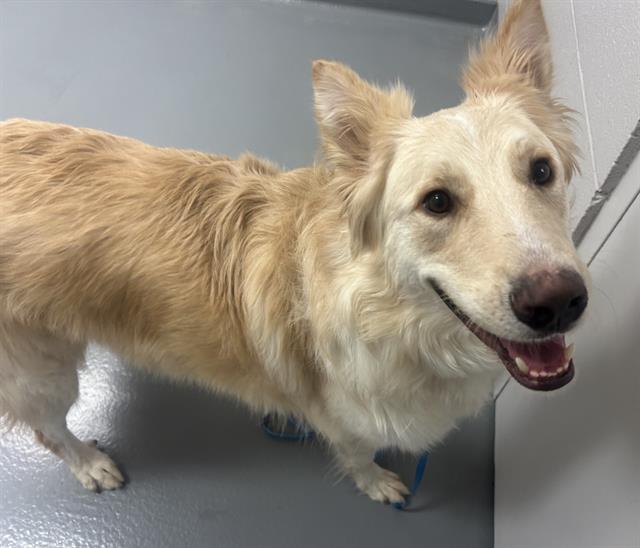 Danny - Male - German Shepherd-Australian Cattle Dog