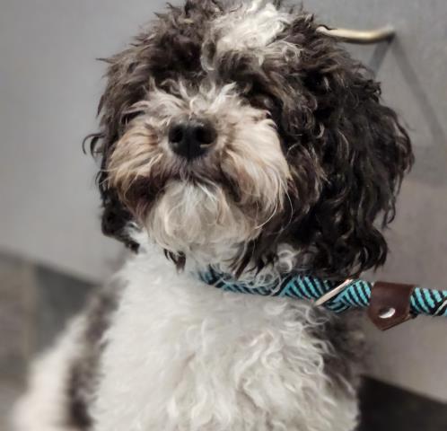  - Male - Miniature Poodle-Mix