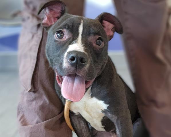  - Male - Pit Bull-Mix