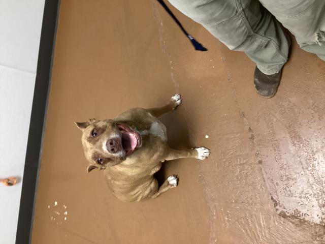 Nala - Female - Pit Bull