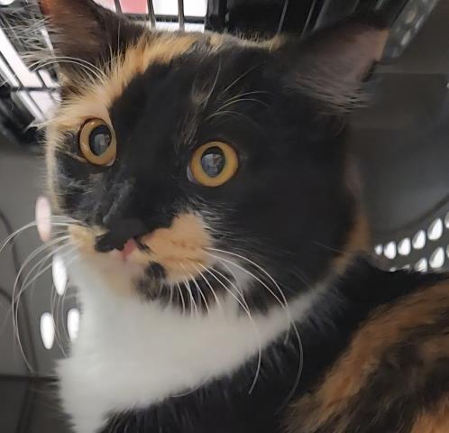  - Female - Domestic LH