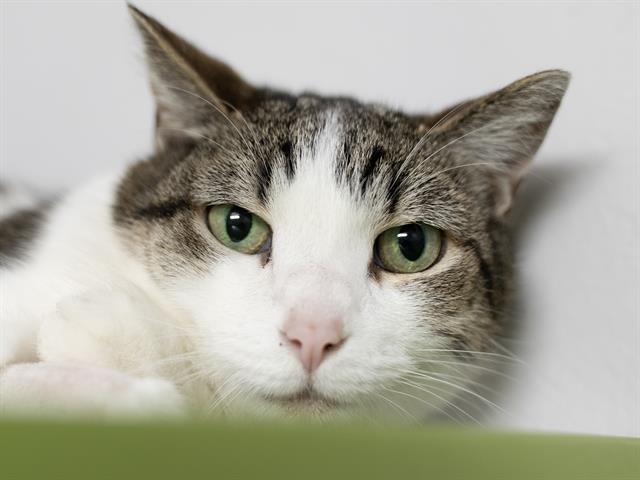 Buffy - Female - Domestic SH
