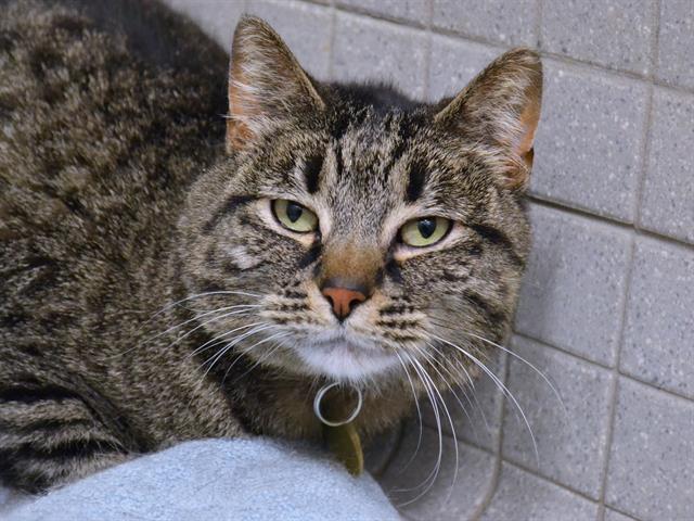 Thumper - Male - Domestic SH