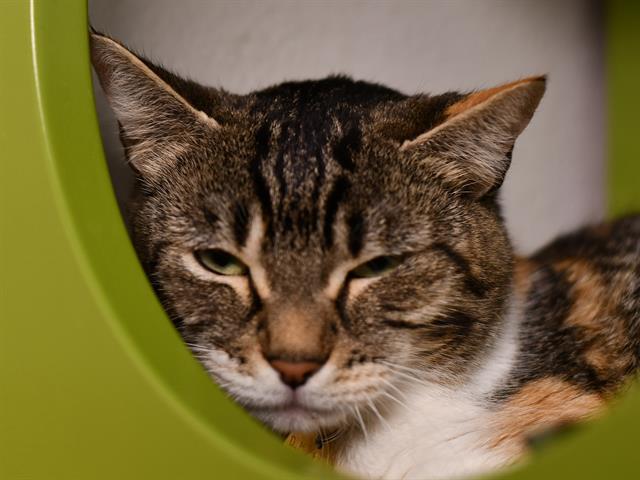 Marpol - Female - Domestic SH