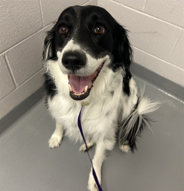 Copley - Female - Portuguese Water Dog