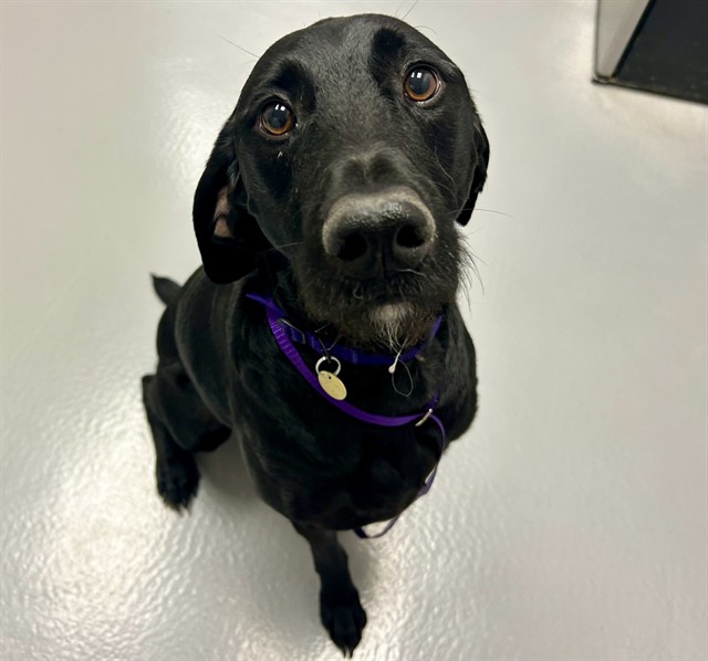 Bashor - Male - German Shorthaired Pointer-Standard Poodle