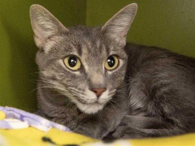 Lila - Female - Domestic SH