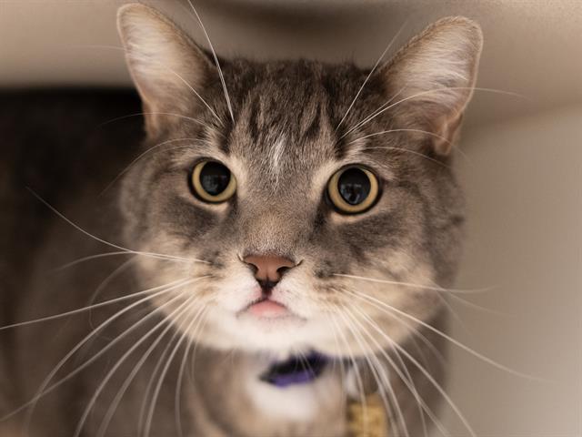 Leroy - Male - Domestic SH