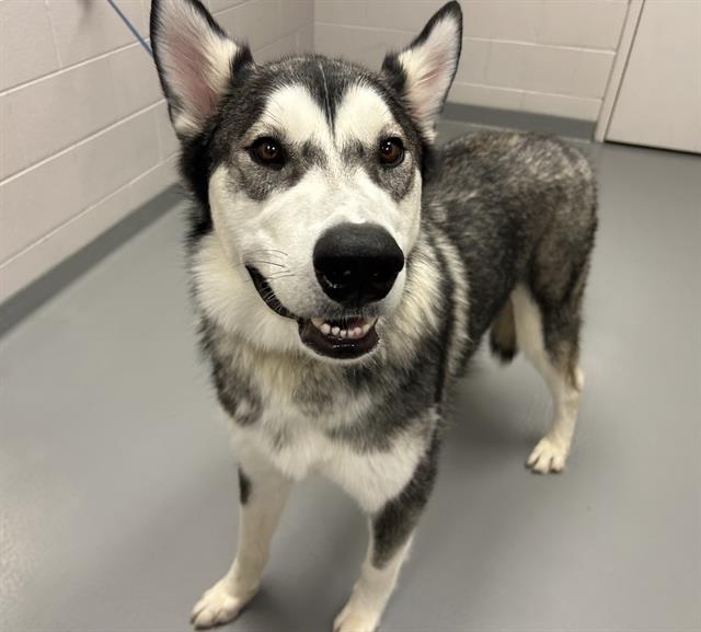 Hiro - Male - Alaskan Malamute