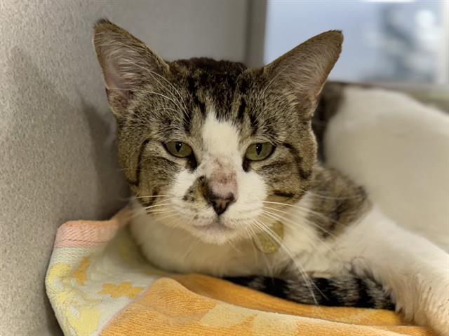 Ruffy - Male - Domestic SH