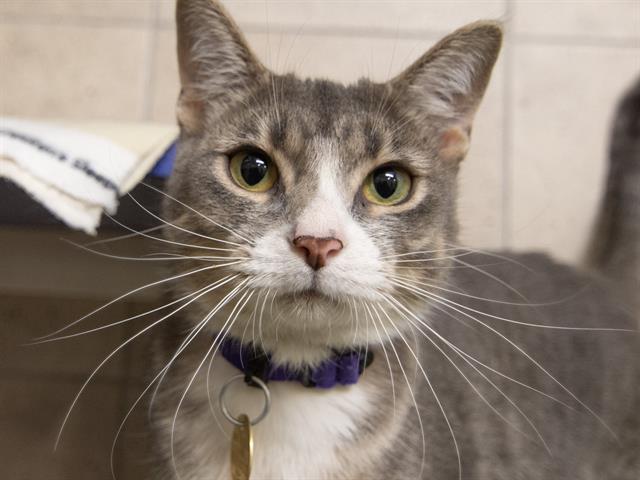 Storm - Male - Domestic SH
