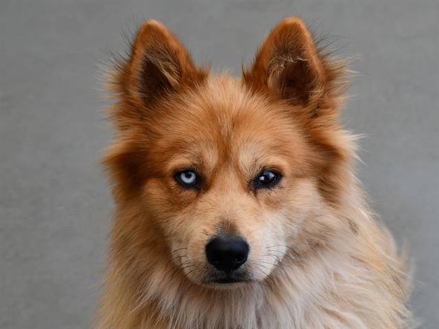Gino - Male - Siberian Husky-Mix