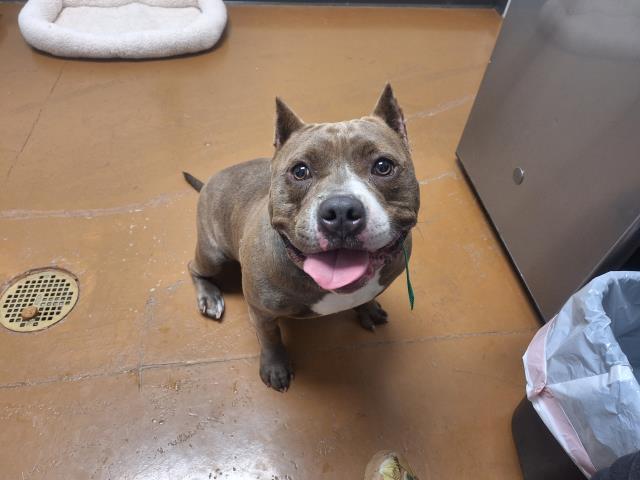 Reyna - Female - English Bulldog