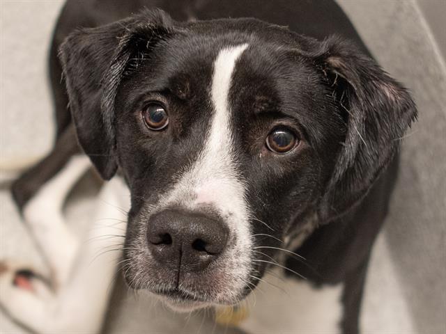 Zula - Female - Pit Bull-Mix